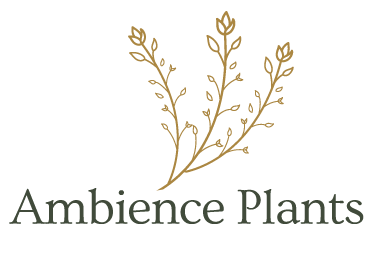 Ambience Plants