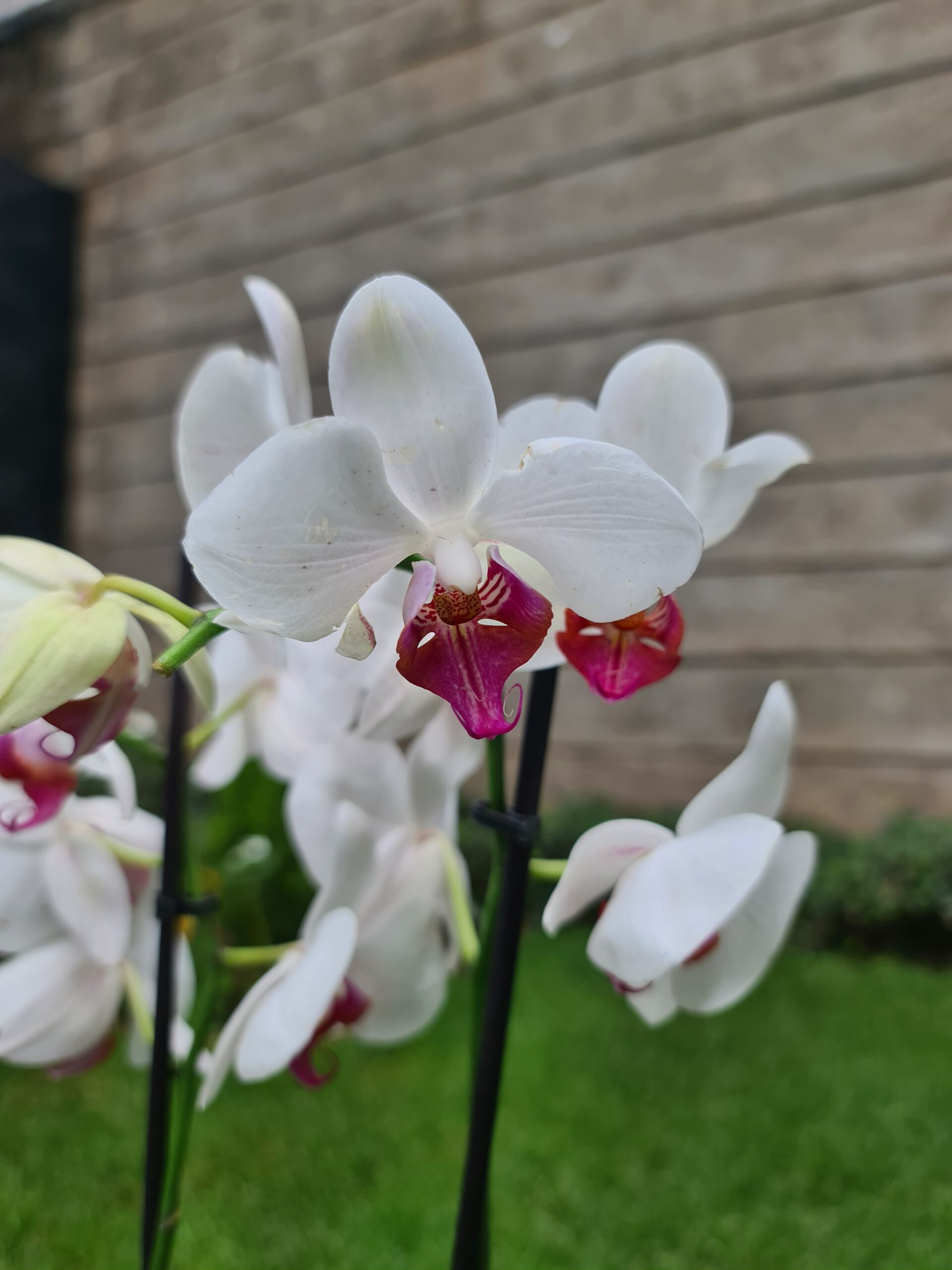 Phalaenopsis Orchid